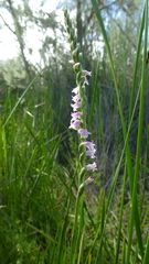 Spiranthes australis