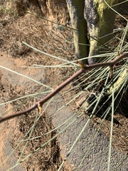 Parkinsonia aculeata