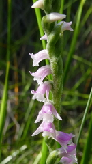 Spiranthes australis