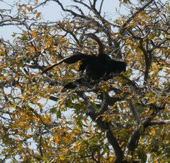 Anhinga rufa