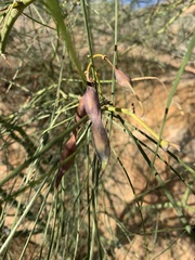 Parkinsonia aculeata