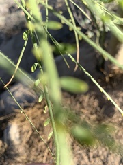 Parkinsonia aculeata