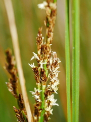 Carex secta