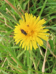 Asemosyrphus mexicanus