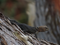 Uracentron flaviceps