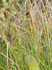 Carex secta