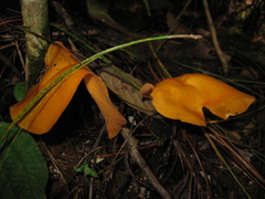Hymenogloea papyracea