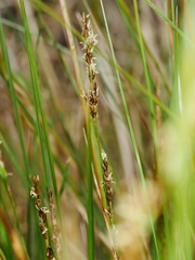 Carex secta