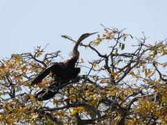 Anhinga rufa