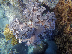 Lobophytum sarcophytoides