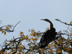 Anhinga rufa