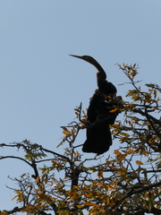 Anhinga rufa