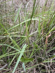 Tetrarrhena juncea