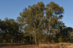 Eucalyptus coolabah