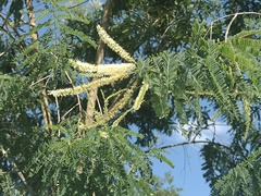 Eysenhardtia polystachya