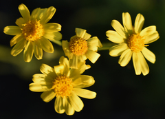 Senecio brigalowensis