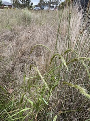 Tetrarrhena juncea