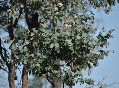 Eucalyptus melanophloia