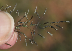 Eragrostis leptostachya