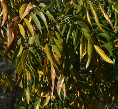 Bolusanthus speciosus