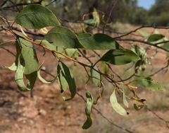 Acacia bancroftiorum