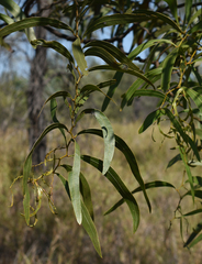 Acacia macradenia