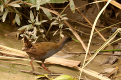 Pardirallus sanguinolentus