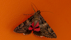 Catocala coniuncta