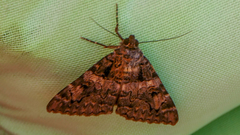 Catocala coniuncta