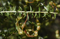 Acacia amblygona