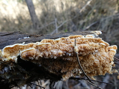 Leucogyrophana mollusca