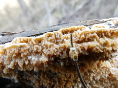 Leucogyrophana mollusca