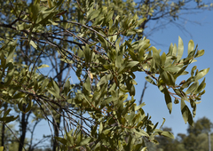 Acacia rhodoxylon