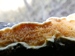 Leucogyrophana mollusca
