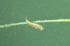 Oligoplites saurus