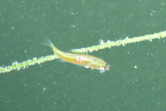 Oligoplites saurus