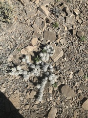 Grusonia clavata