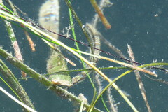 Syngnathus louisianae