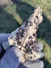 Phylloteras volutellae