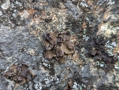 Umbilicaria polyphylla