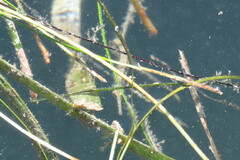 Syngnathus louisianae