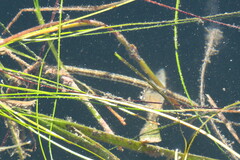 Syngnathus louisianae