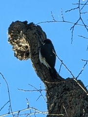 Melanerpes formicivorus