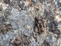 Umbilicaria polyphylla