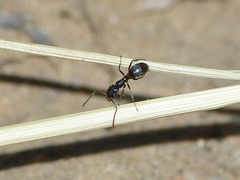 Forelius antarcticus