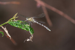 Hemigomphus heteroclytus