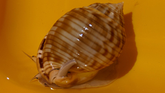 Semicassis undulata