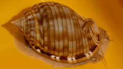Semicassis undulata