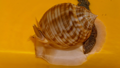 Semicassis undulata