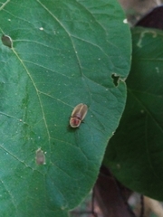 Photinus signaticollis